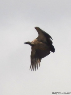 White-backed Vulture Gyps africanus