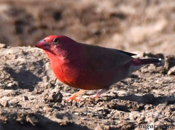 コウギョクチョウ　Red-billed Firefinch Lagonosticta senegala