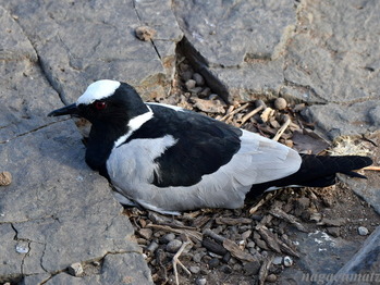 シロクロゲリ Blacksmith Lapwing Vanellus armatus
