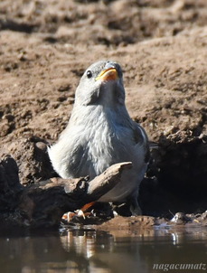 Southern Grey-headed Sparrow Passer diffusus
