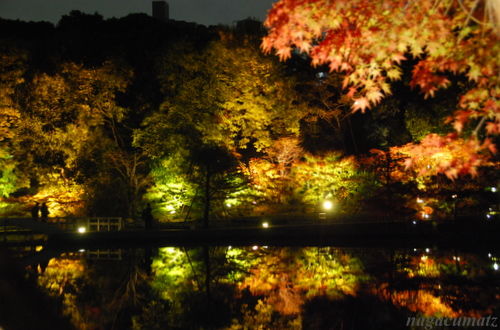 徳川園の紅葉ライトアップ 12月3日 11 徒然なる All Over The World