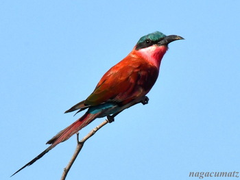ミンミベニハチクイ Southern Carmine Bee-eater Merops nubicoides