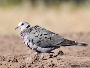 アフリカジュズカケバト　Cape Turtle Dove Streptopelia capicola