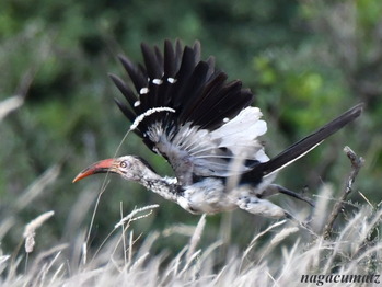 Southern Red-billed Hornbill Tockus rufirostris