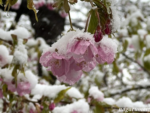 大雪 @ 東京 （2月8日’26）