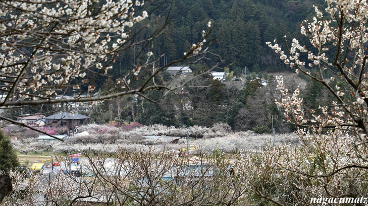 DSC_6253-001