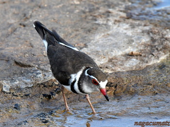 ミスジチドリ Three-banded Plover Charadrius tricollaris