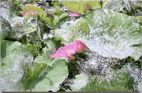 Nerhol 《Nelumbo nucifera》2024