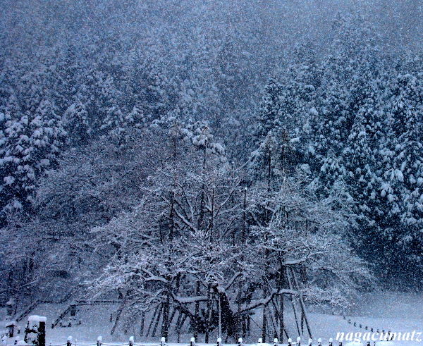 薄墨桜の雪景色 1月16日 11 徒然なる All Over The World 薄墨桜の雪景色 1月16日 11 徒然なる All Over The World