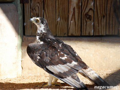 African Bird Of Prey Sanctuary その2 徒然なる All Over The World African Bird Of Prey Sanctuary その2 徒然なる All Over The World
