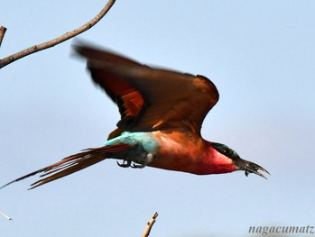 ミナミベニハチクイ