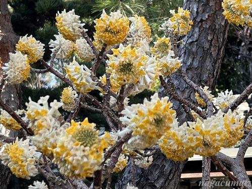 鳩森八幡神社 （3月5日’26）