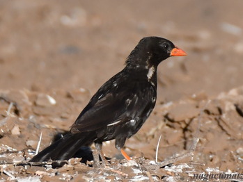 アカハシウシハタオリ Red-billed buffalo weaver, Bubalomis niger