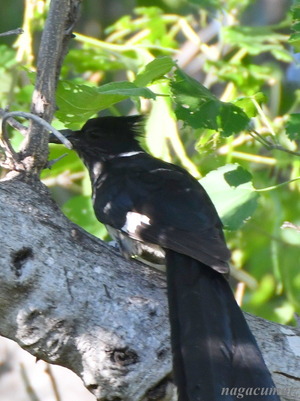 シロクロカンムリカッコウ Jacobin Cuckoo, Clamator jacobinus