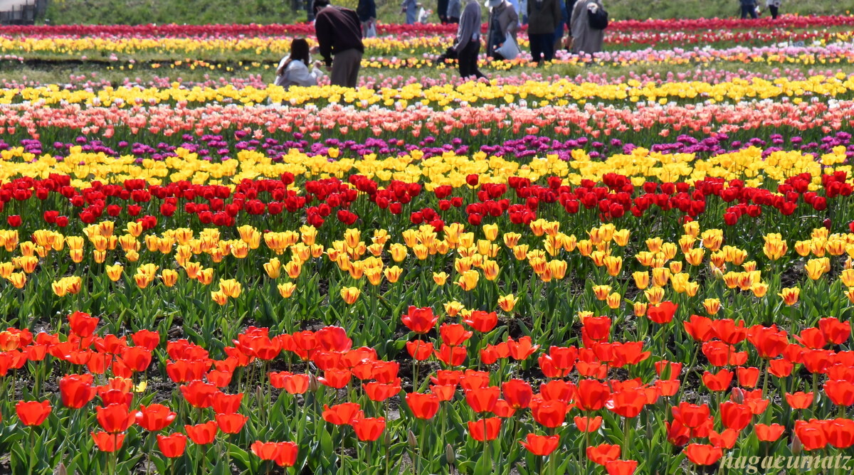 チューリップ 佐倉ふるさと広場 4月17日 22 徒然なる All Over The World