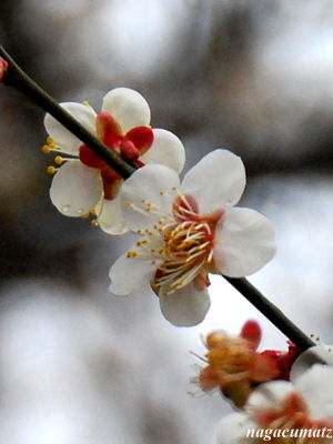 イメージ 8