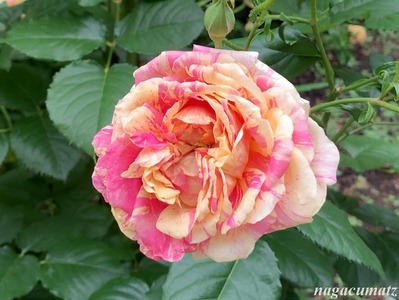 四季の香　シンボルローズ