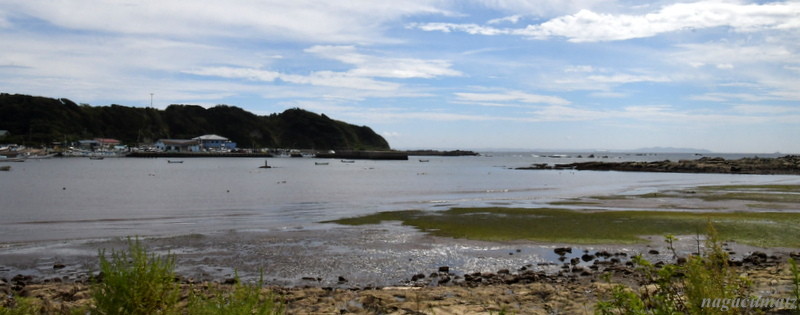江奈湾干潟