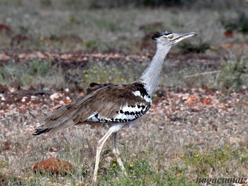 アフリカオオノガン Kori Bustard Ardeotis kori