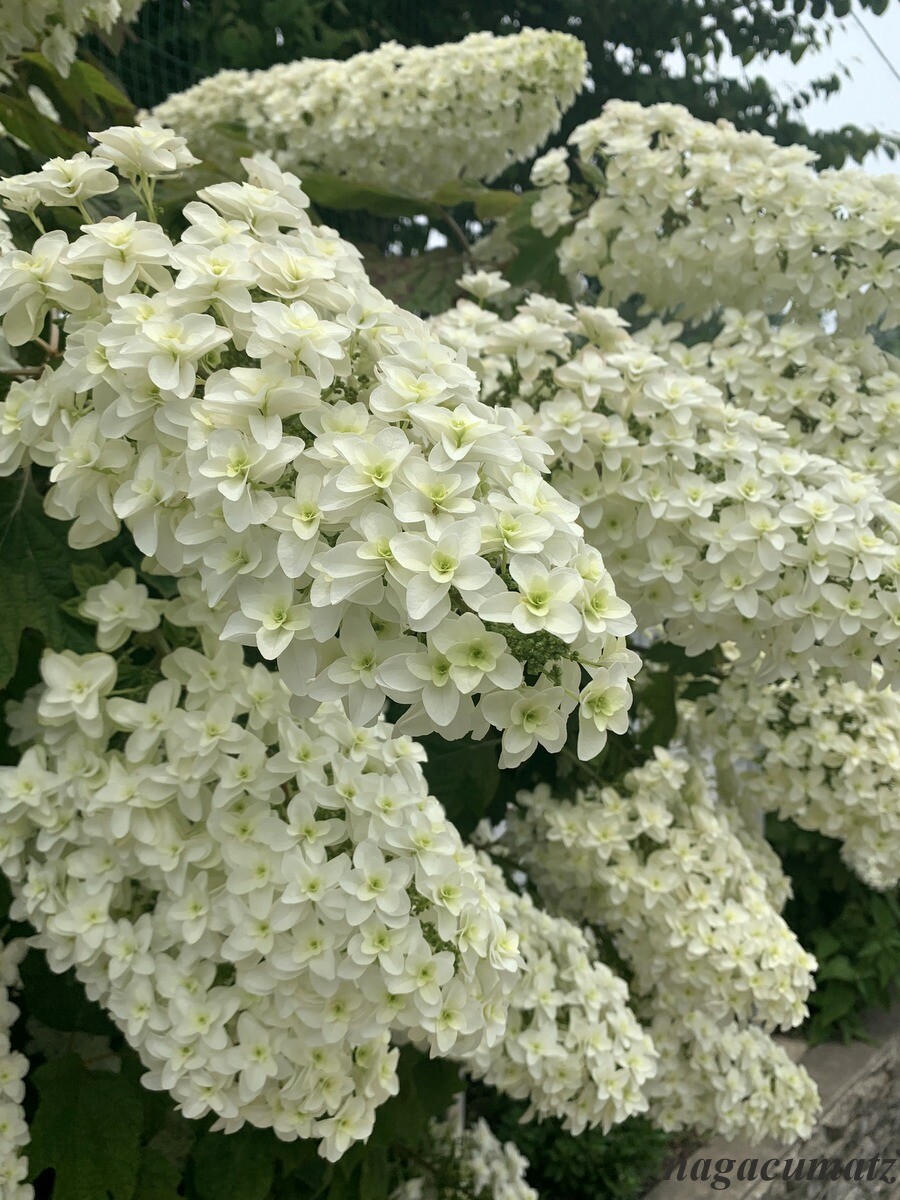 あじさい 1 カシワバアジサイ 6月6日 徒然なる All Over The World あじさい 1 カシワバアジサイ 6月6日 徒然なる All Over The World