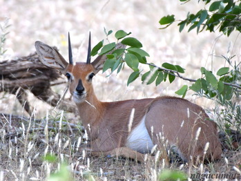 スティーンボック