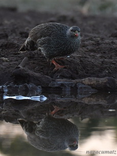 ナタールキジシャコ　Natal Spurfowl Pternistis natalensis