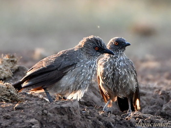 Arrow-marked Babbler Turdoides jardineli