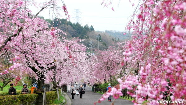 桜を求めて １３ １５ １０００本の枝垂れ桜 東谷山フルーツパーク 3月31日 13 徒然なる All Over The World