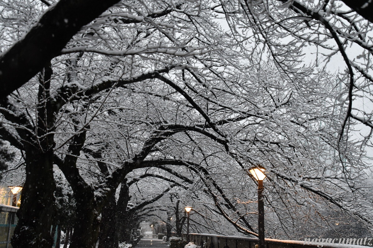 大雪 東京 1月6日 22 徒然なる All Over The World 大雪 東京 1月6日 22 徒然なる All Over The World