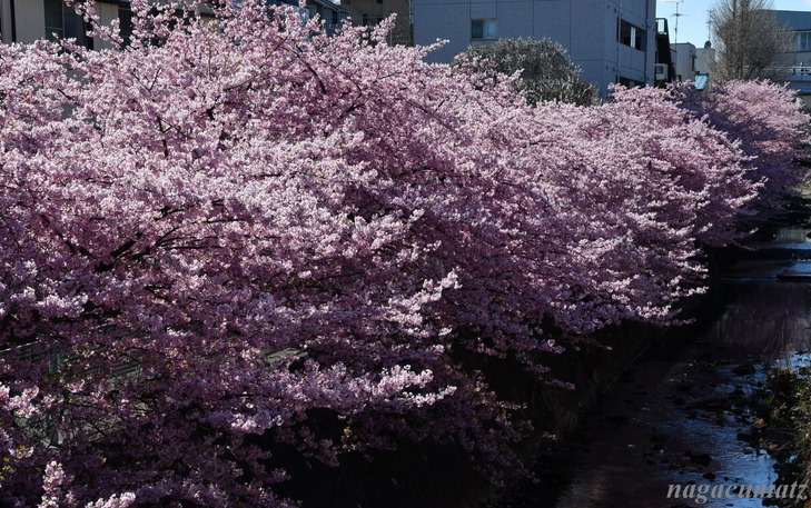 DSC_2586