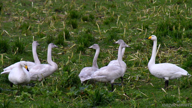 オオハクチョウのファミリー Whooper swan Cygnus cygnus