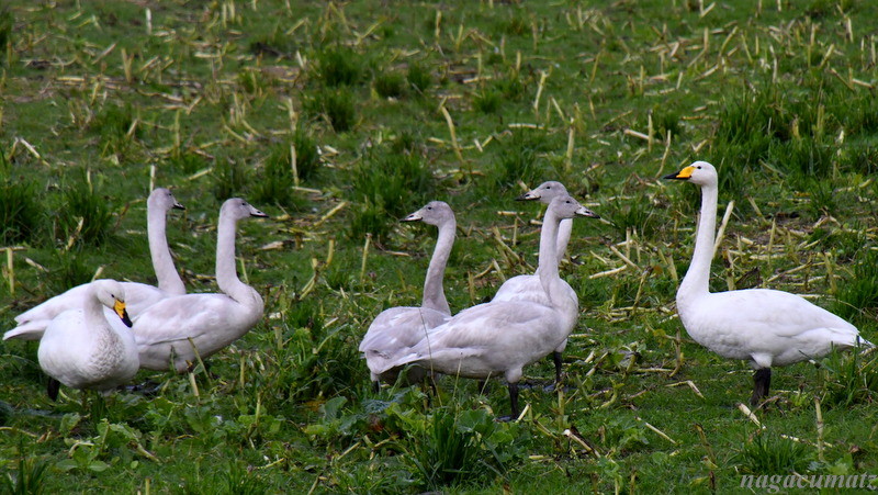 オオハクチョウのファミリー Whooper swan Cygnus cygnus　