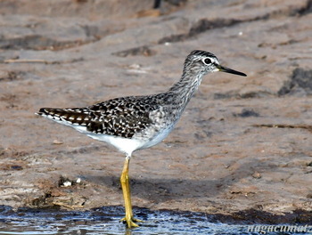 タカブシギ Wood Sandpiper Tringa galareola
