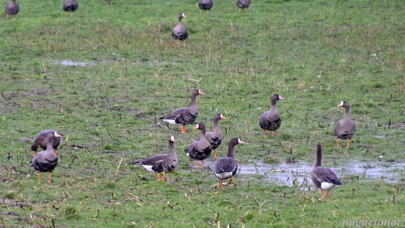 コザクラバシガン Pink-footed Goose Anser brachyrhynchus　