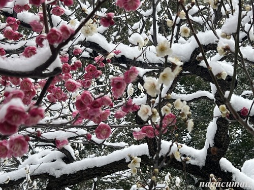 梅を求めて’26＜3＞ 雪景色の梅林坂＠皇居 （2月8日’26）