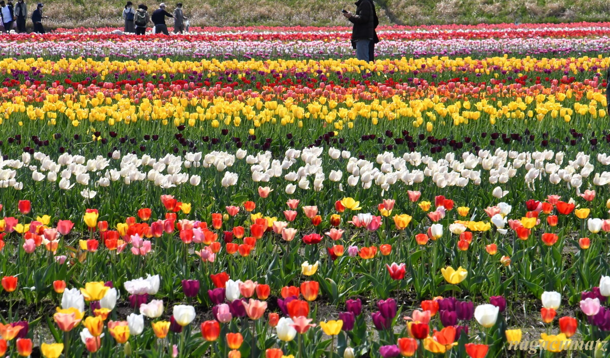 チューリップ 佐倉ふるさと広場 4月17日 22 徒然なる All Over The World