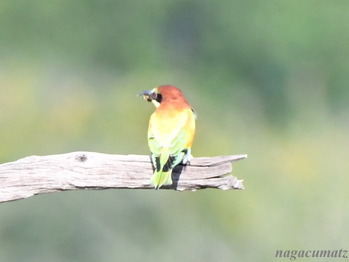 ヨーロッパハチクイ European Bee-eater Merops apiaster