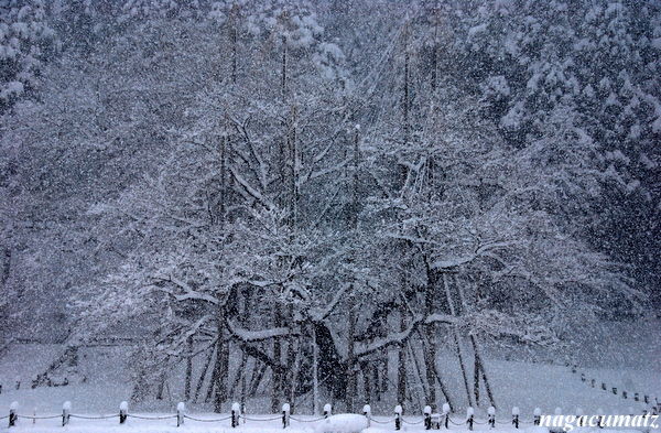 薄墨桜の雪景色 1月16日 11 徒然なる All Over The World 薄墨桜の雪景色 1月16日 11 徒然なる All Over The World