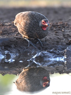 Swainson's Spurfowl Pternistis swainsonil