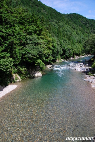 板取川沿い １ あじさいロード ねむの木 7月8日 12 徒然なる All Over The World