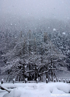 薄墨桜の雪景色 1月16日 11 徒然なる All Over The World 薄墨桜の雪景色 1月16日 11 徒然なる All Over The World