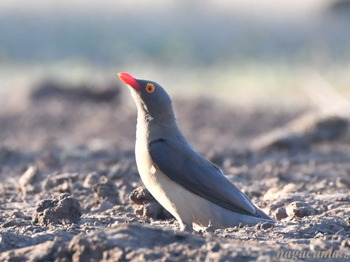 アカハシウシツツキ　Red-billed Oxpecker Buphagus erythrorhynchus