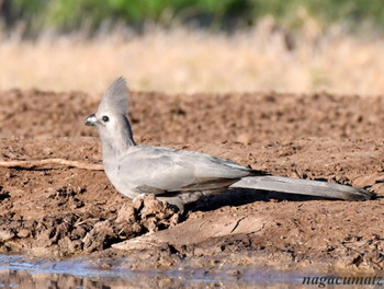 Grey Go-away-bird Corythaixoides concolor