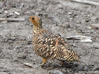 クリムネサケイのメス Namaqua Sandgrouse Pterocles namaqua