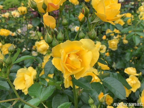 〇レモン・フィズ