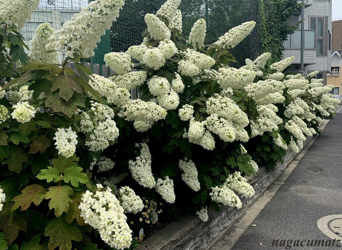 あじさい 1 カシワバアジサイ 6月6日 徒然なる All Over The World あじさい 1 カシワバアジサイ 6月6日 徒然なる All Over The World