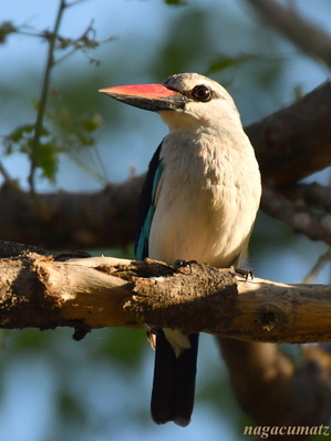 セネガルショウビン Woodland Kingfisher, Halcyon senegalensis