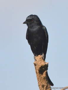 Fork-tailed Drongo Dicrurus adsimilis