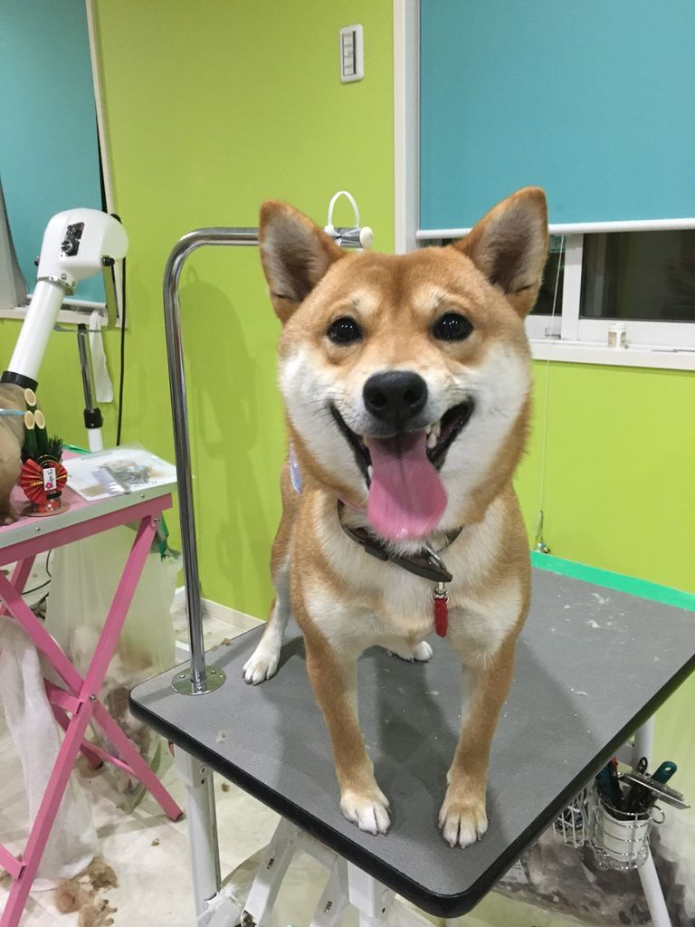 ケンケン君今日からお泊まりです 彦根店 トリミングサロンmiina長浜店 犬の美容院みぃーな彦根店ブログ ケンケン君今日からお泊まりです 彦根店 トリミングサロンmiina長浜店 犬の美容院みぃーな彦根店ブログ