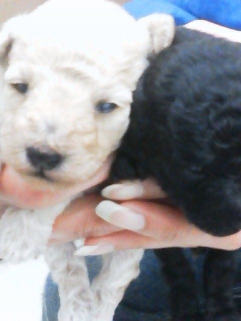 トイプードル赤ちゃん成長日記 トリミングサロンmiina長浜店 犬の美容院みぃーな彦根店ブログ トイプードル赤ちゃん成長日記 トリミングサロンmiina長浜店 犬の美容院みぃーな彦根店ブログ